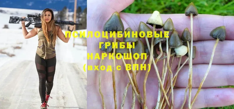 omg зеркало  Реутов  Галлюциногенные грибы Psilocybe 